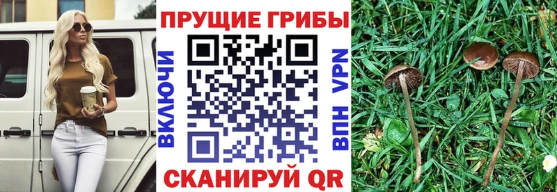 Псилоцибиновые грибы мухоморы  Новосокольники 